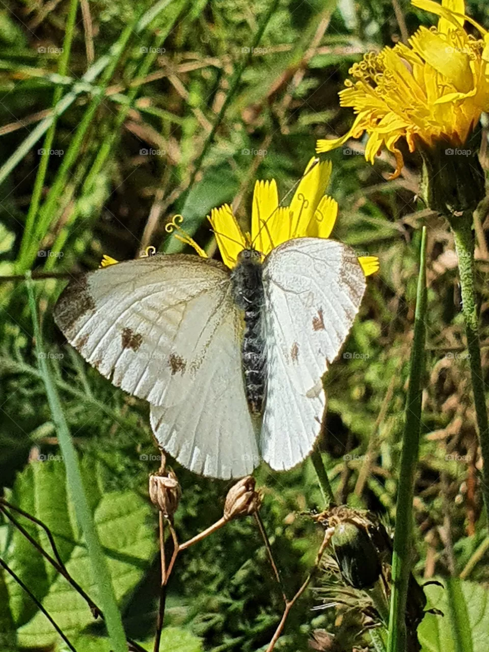 butterfly