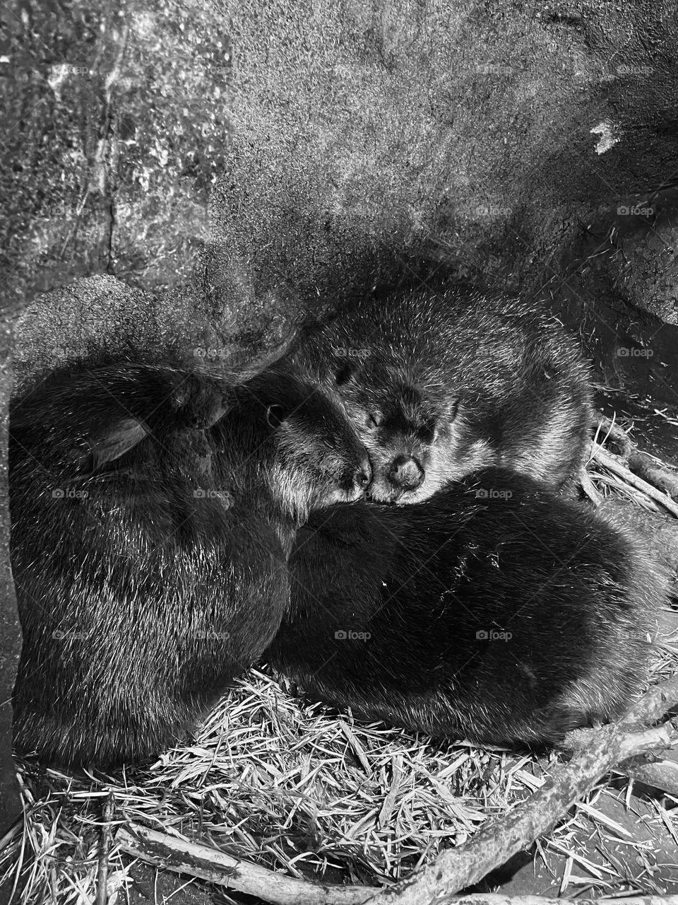 Furry Family ♥️