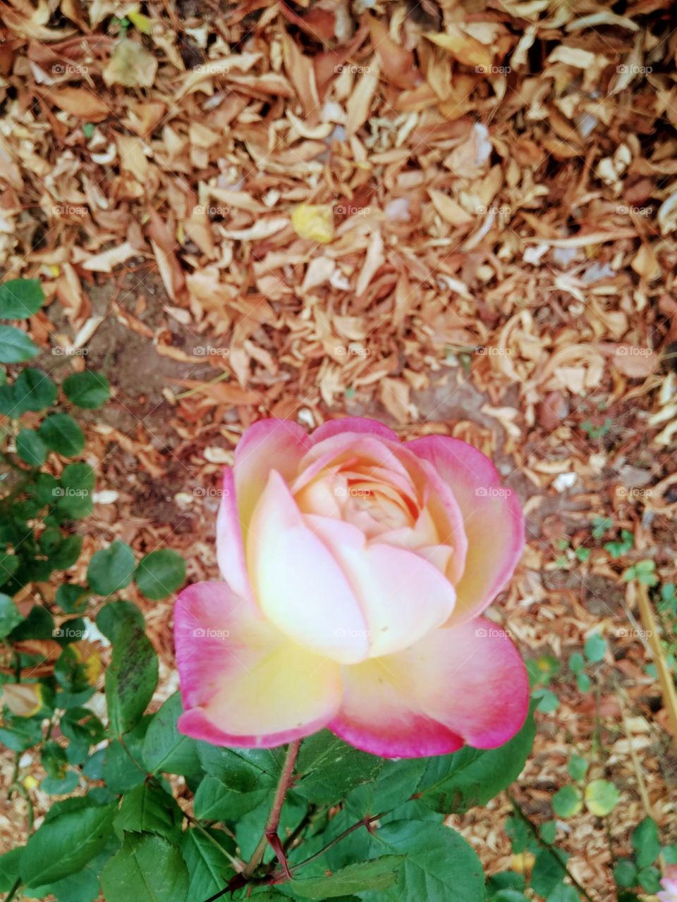 The autumn rose