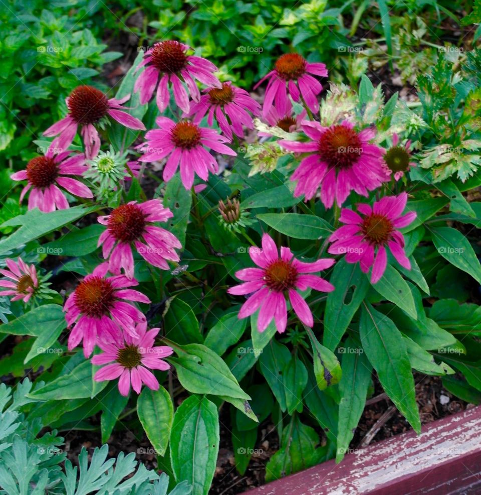 Echinacea flowers, organic gardening 