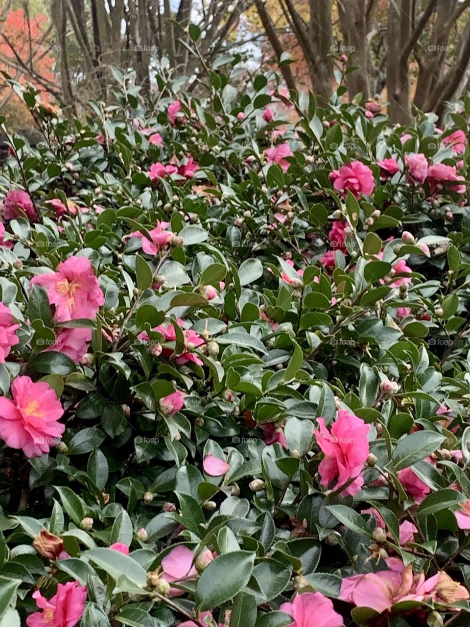 Camellia explosion 