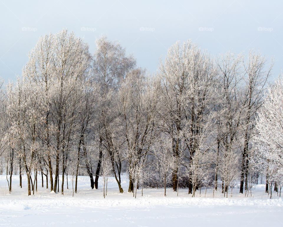 trees under snow