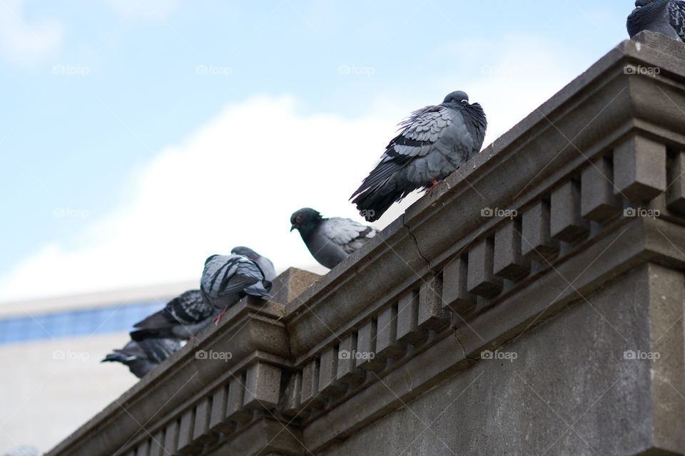 Blue and Grey 