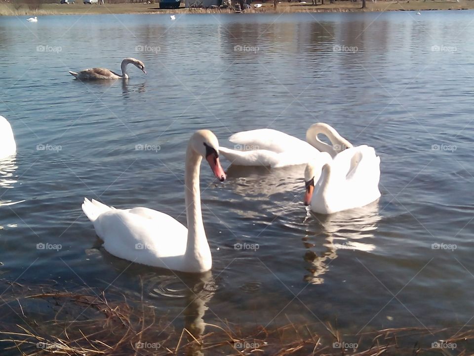 Swan, Bird, Lake, Water, Waterfowl