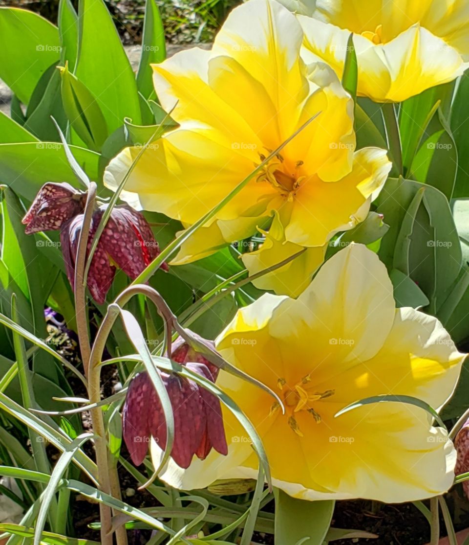 Spring Fritillaria Meleagris Yellow Tulips