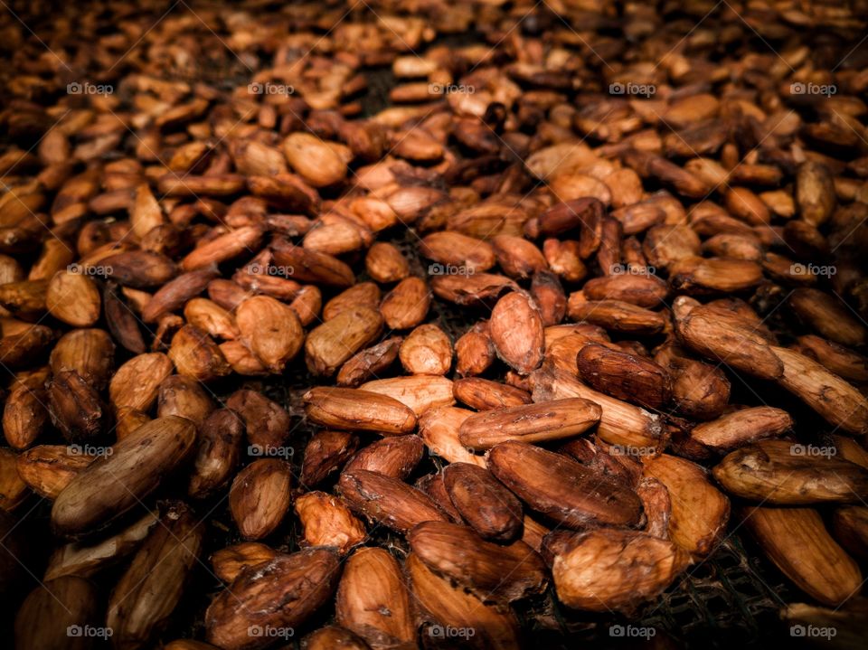 This is where chocolate come from