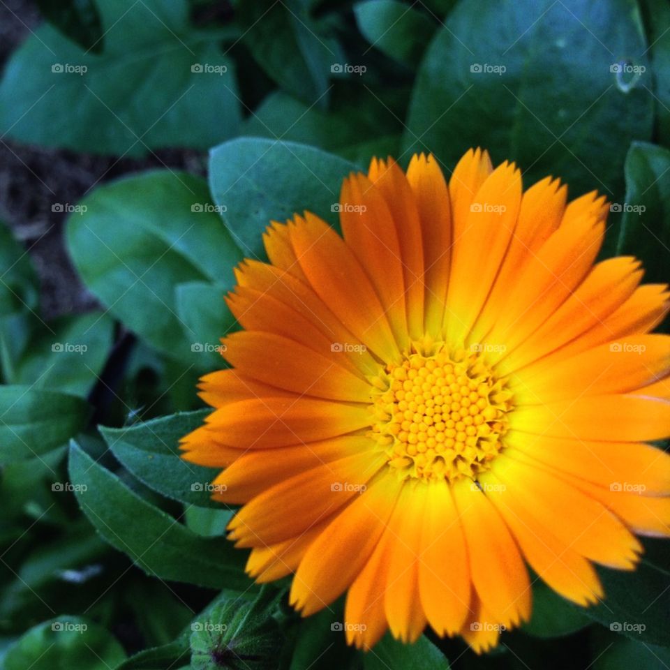 flower macro orange united kingdom by mrgrambo