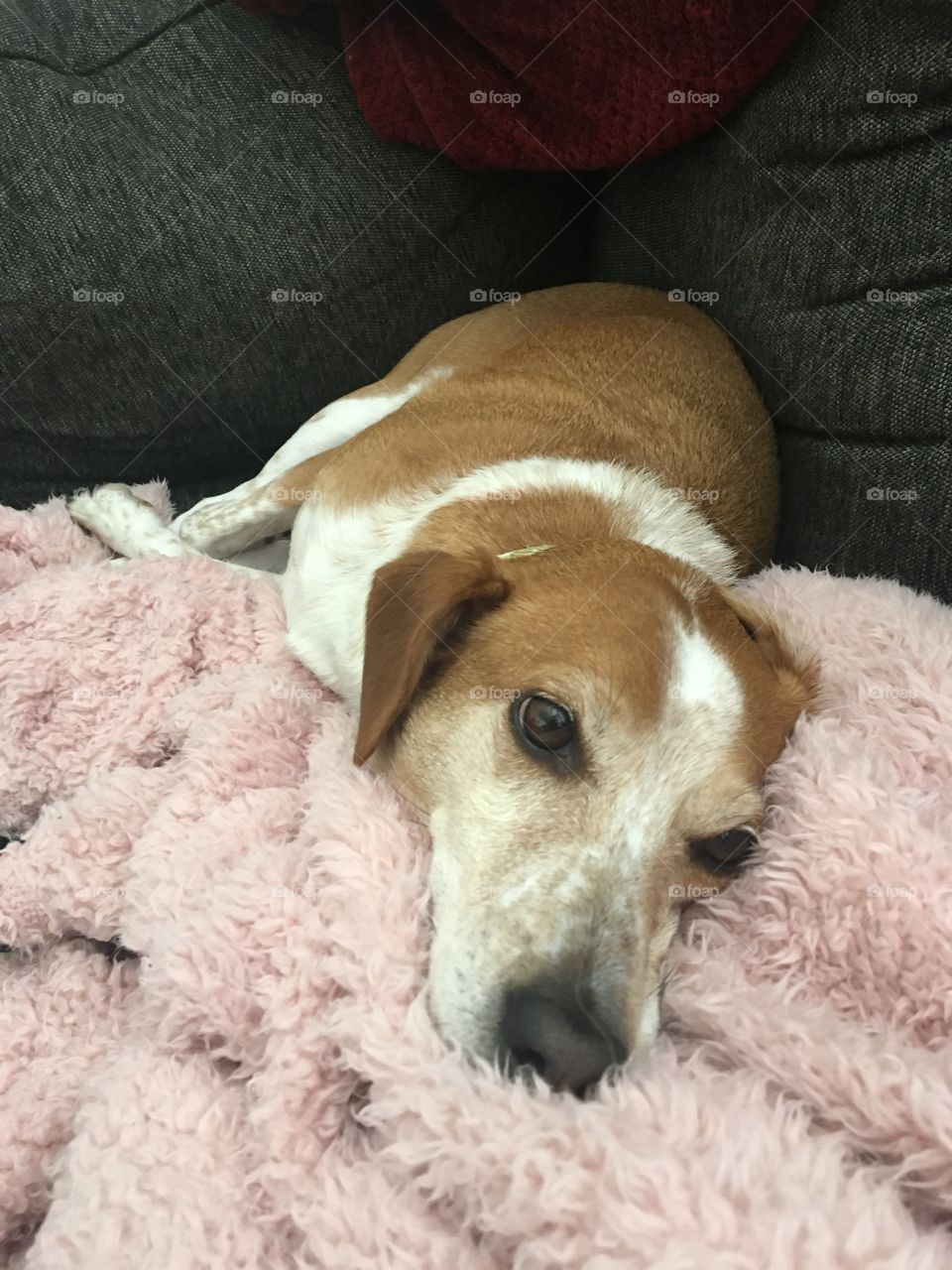 Sweet beagle dog blanket pink nose puppy