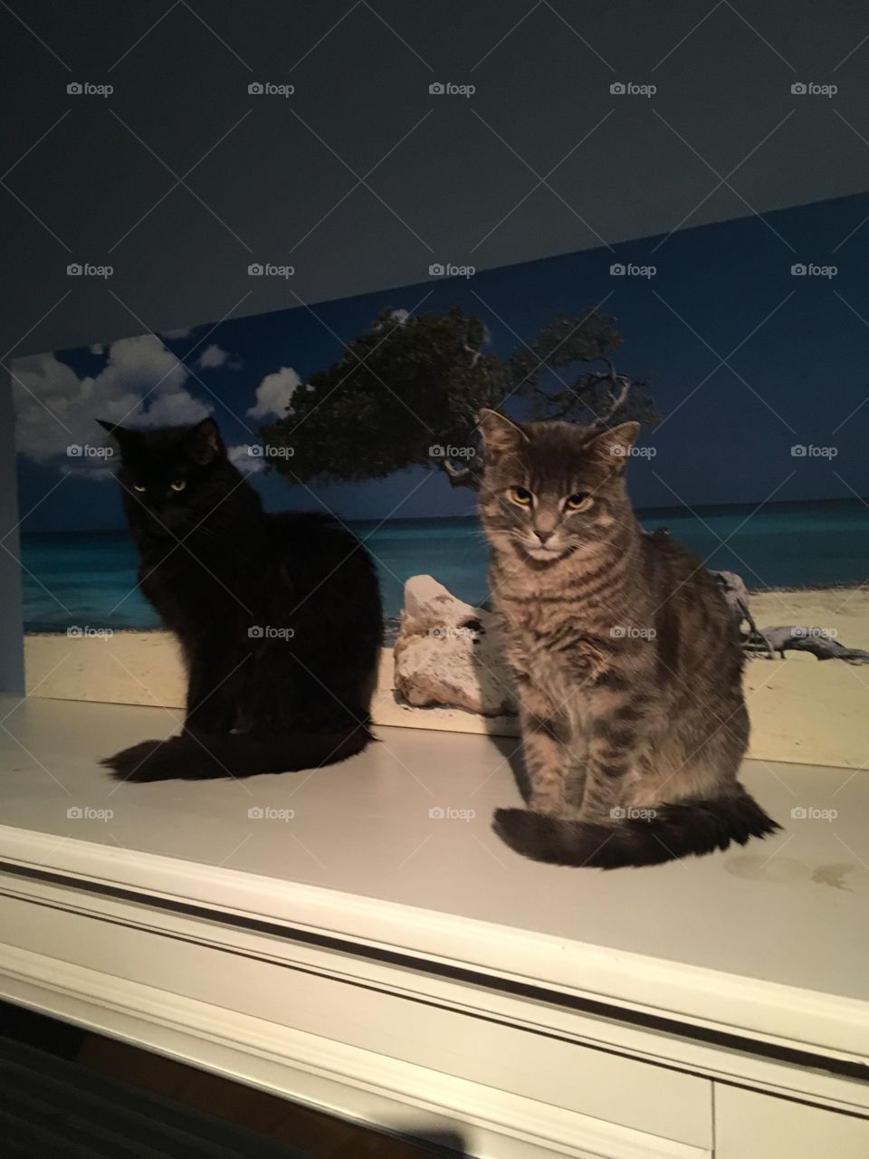 Cats on the mantle