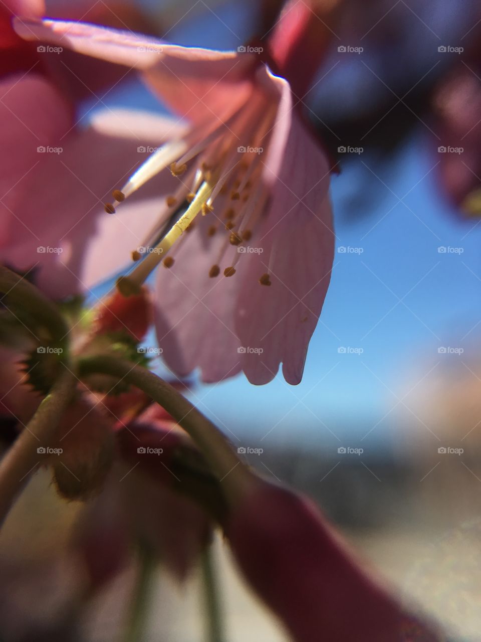 Dark pink flower closeup