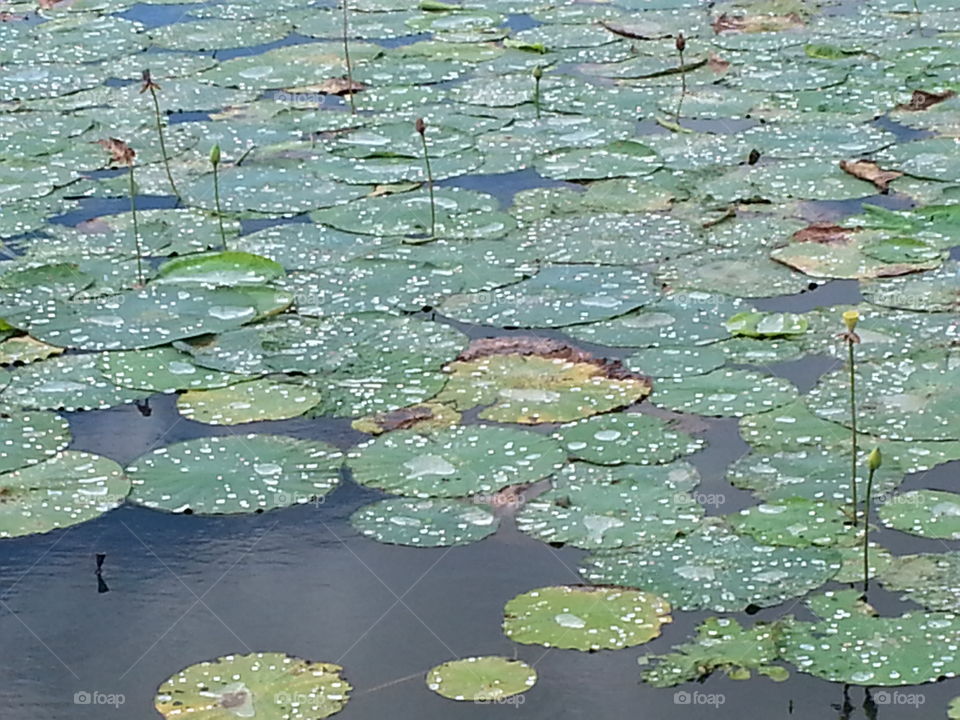 Lilly Pad Drops. Shortly after a afternoon shower in East Texas
