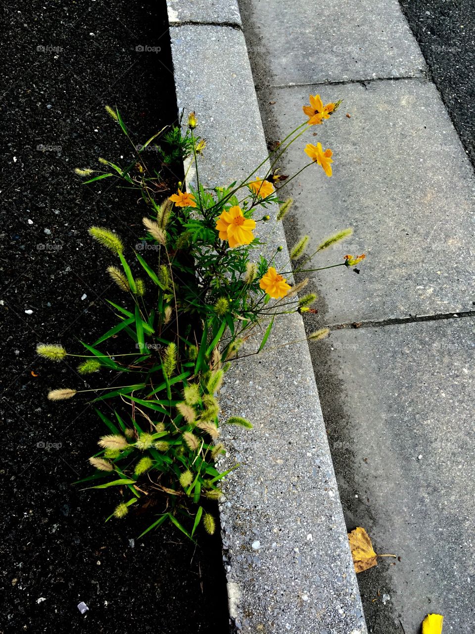 Street side plant 