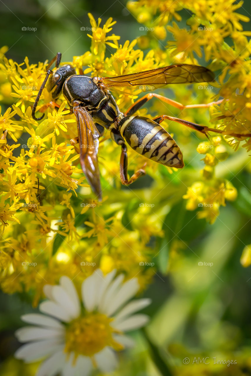 Close-up of a hornet and a yellow flower