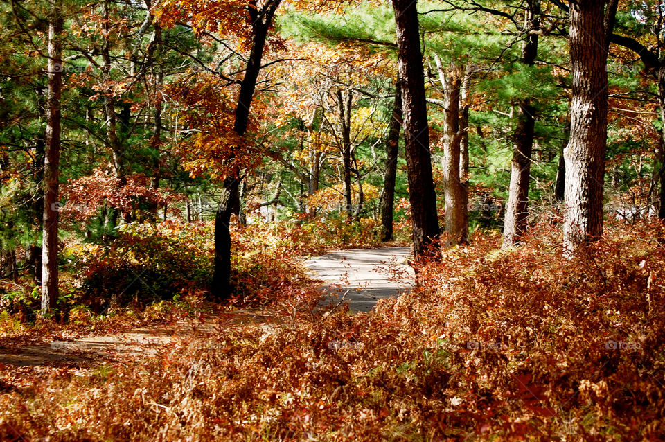 Wood, Leaf, Fall, Nature, Tree