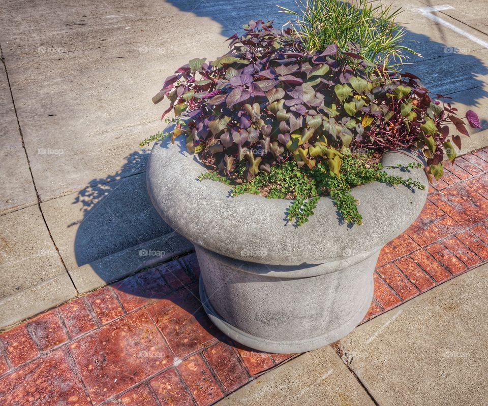 Close-up of a potted plant