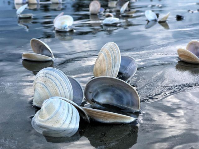 seashell