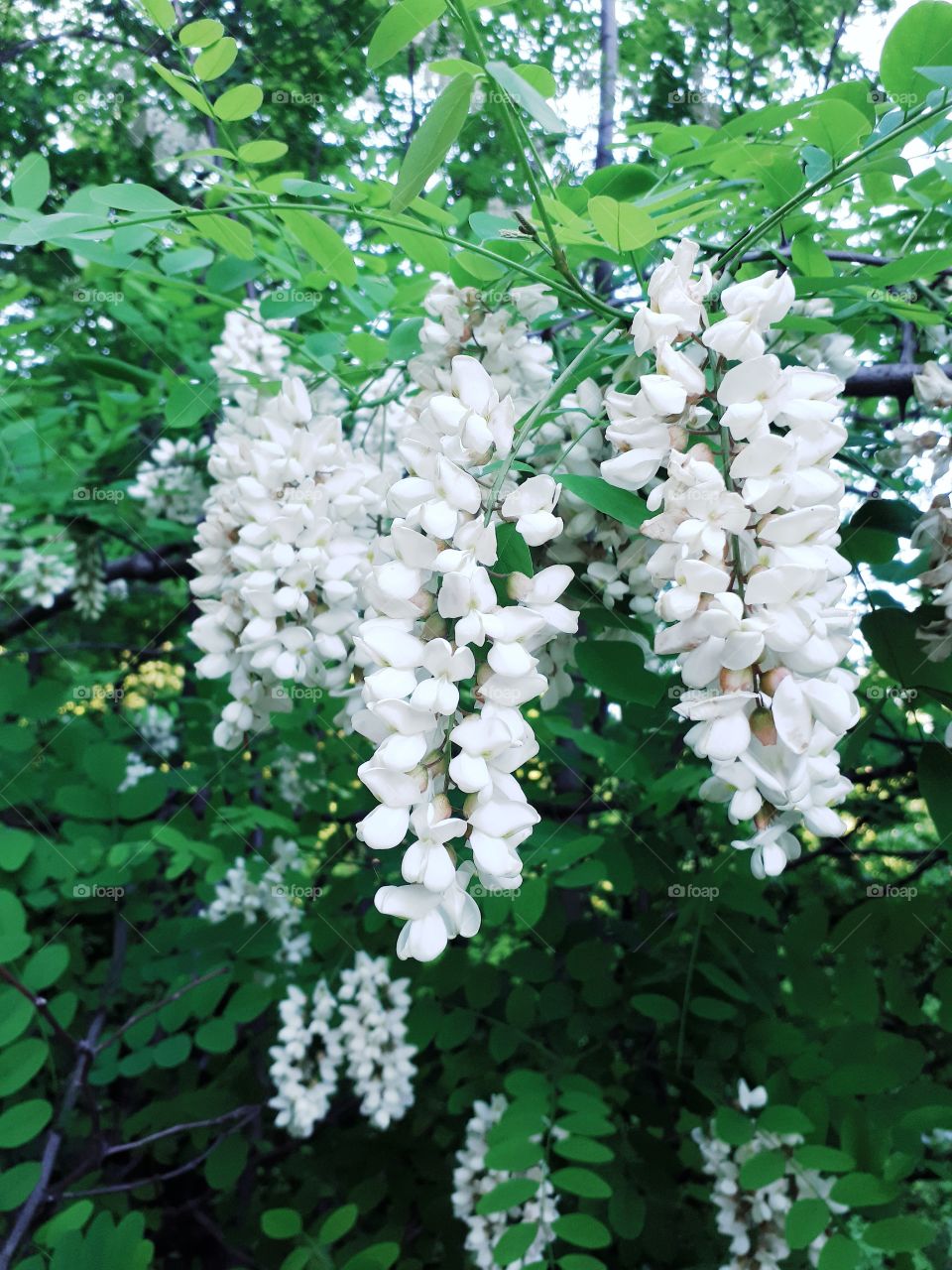 Acacia flowers are very beautiful and wider a wonderful scent. If there are many trees, the scent spreads hundreds of meters. The cup of beef is also very tasty.