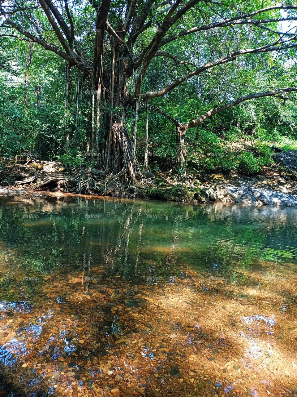 Beautiful view of Indian forest it's looking amazing big tree water rocks nice green background feel the beauti of nature