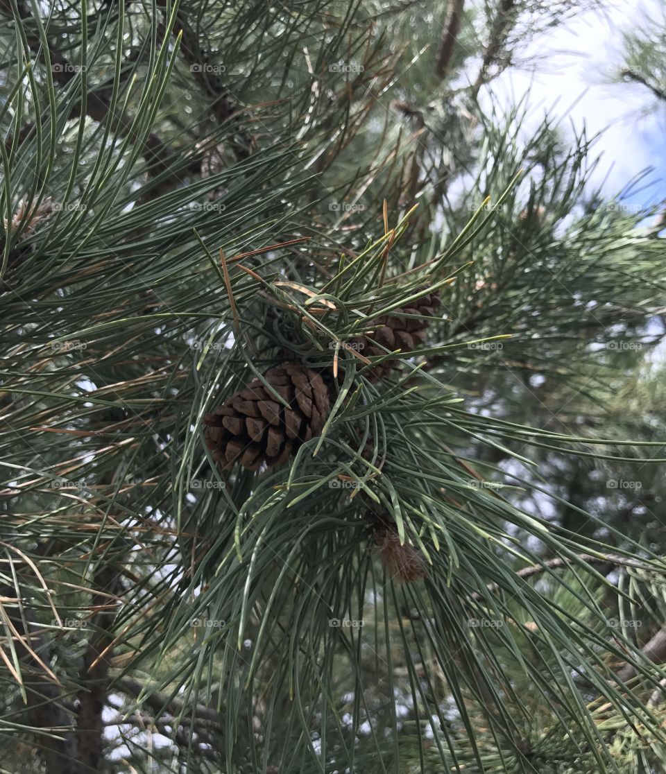 Nature tree Pine Cone