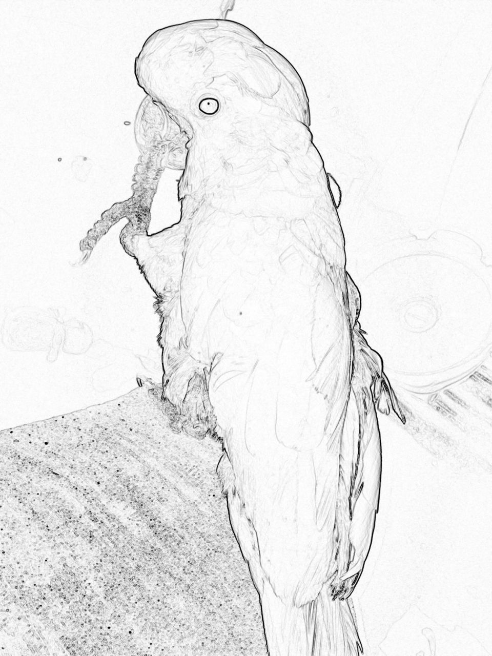 Cockatoo lifting his talons 