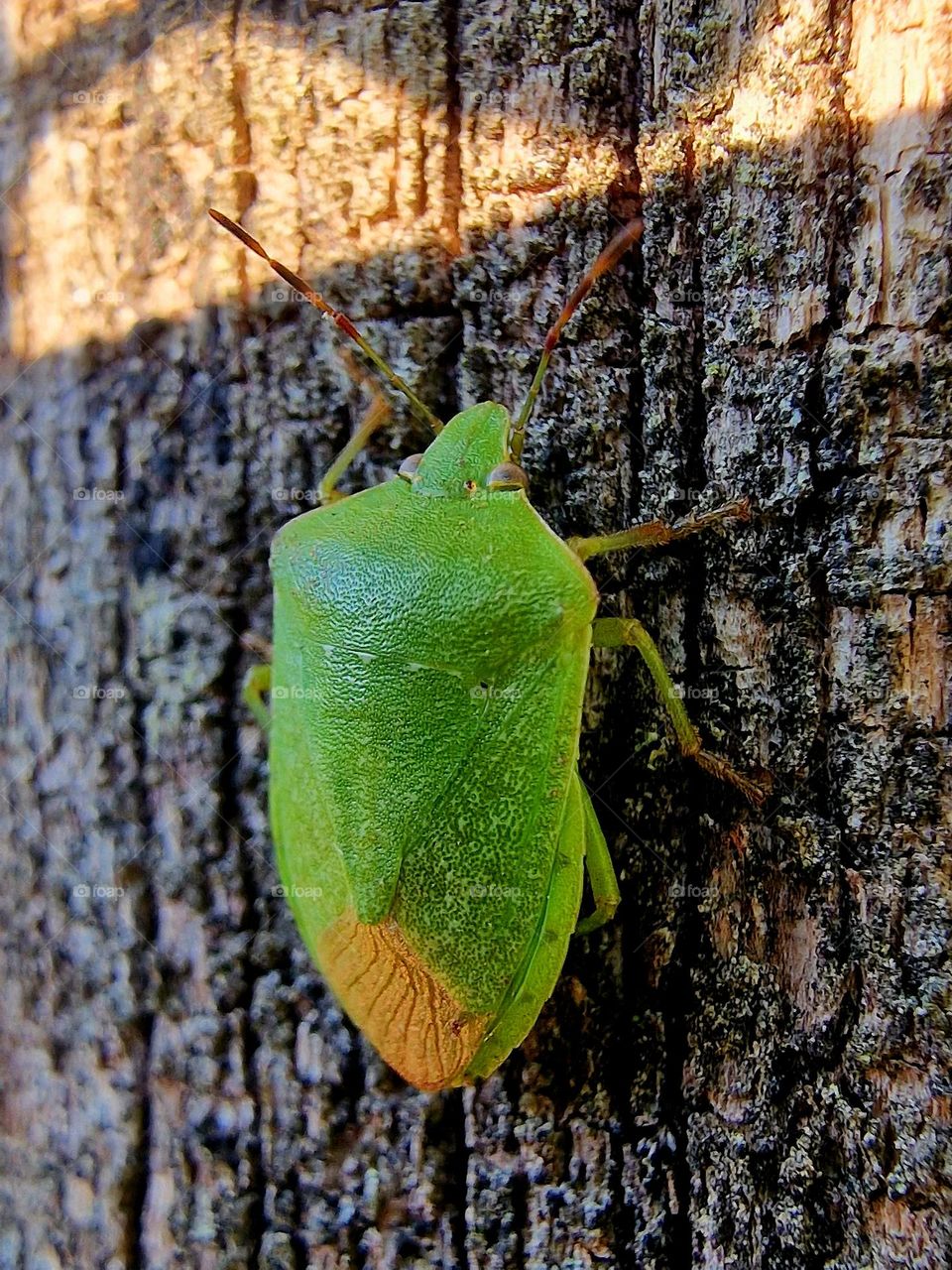 green insect