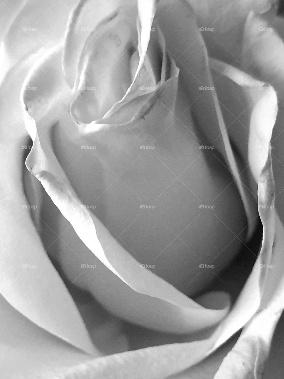 rose closeup black and white