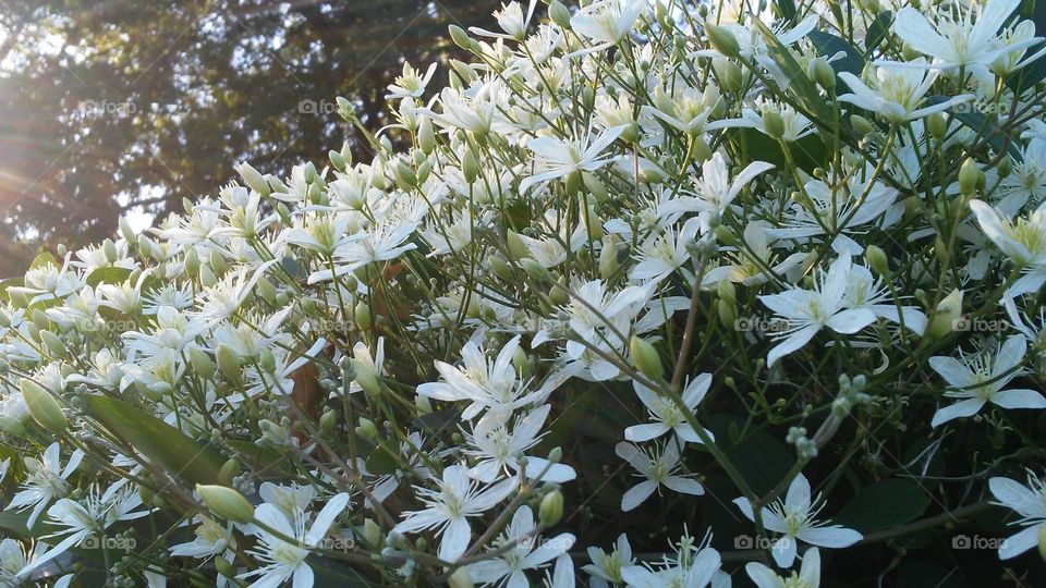 Flower, Flora, Nature, Leaf, Garden