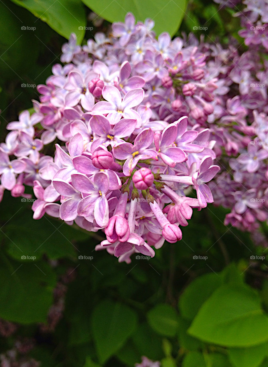 Lilac. Lilac