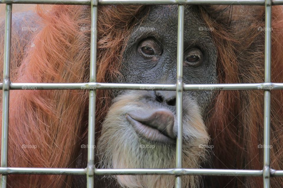 Close-up of Orangutan