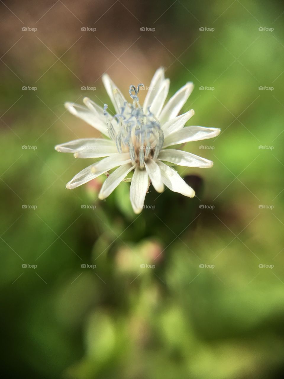 Tiny flower looking big