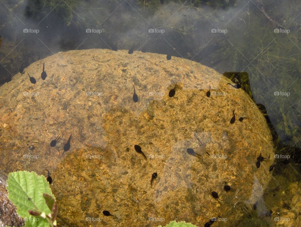 Frog babies 