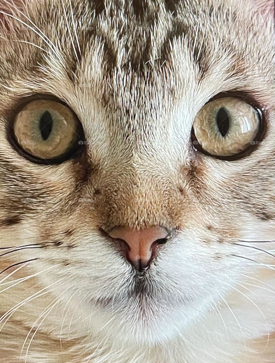 One more of Leo. A closeup of the sweetest and most grateful cat! My daughter’s fur baby 🤍