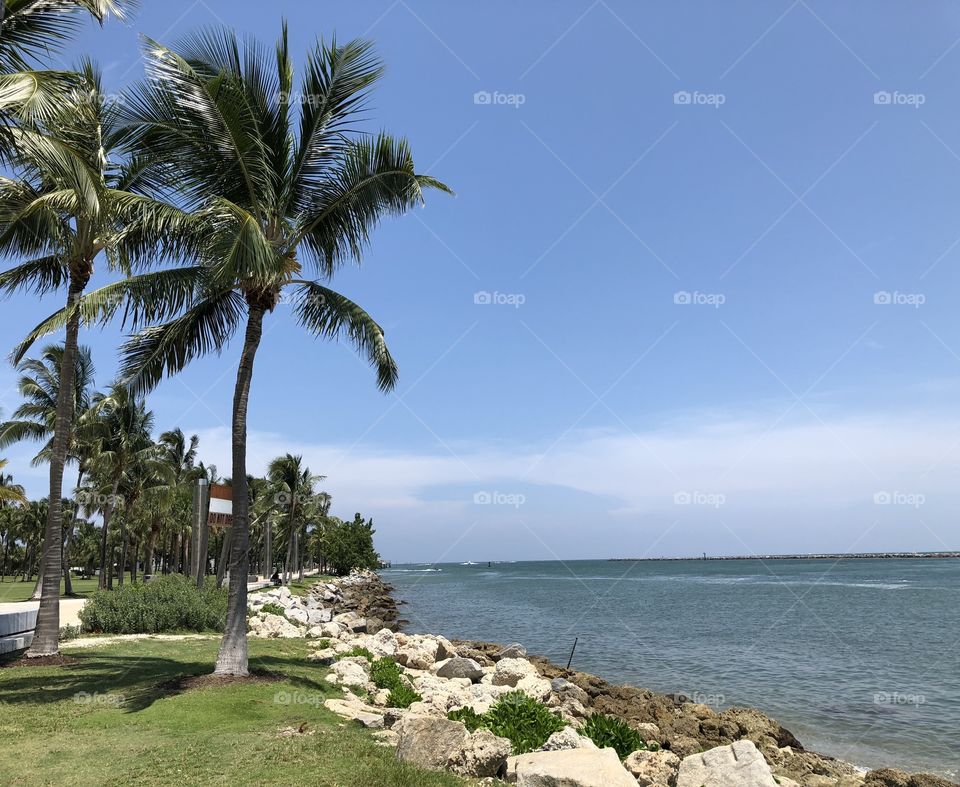 South Pointe Palm Trees