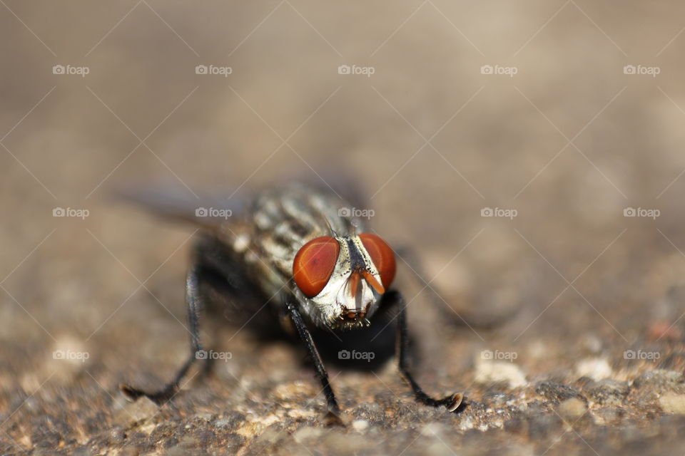 closeup of compound eyes fly