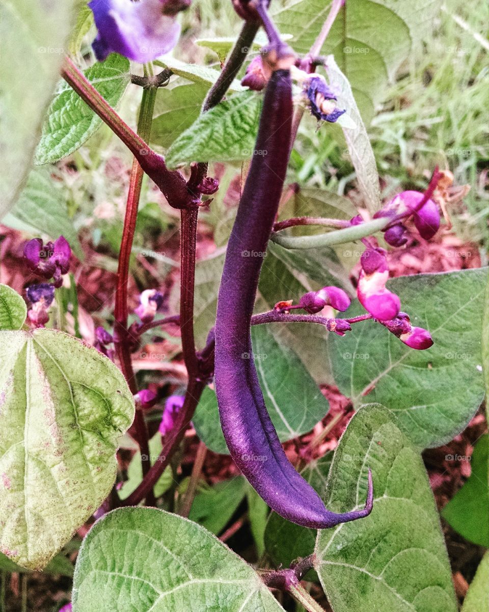 Purple TeePee bush String Bean