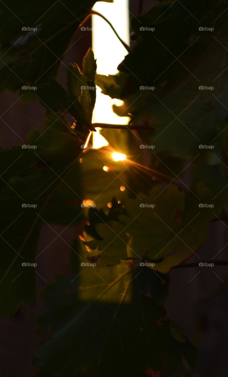 sunset rays through grape leaves