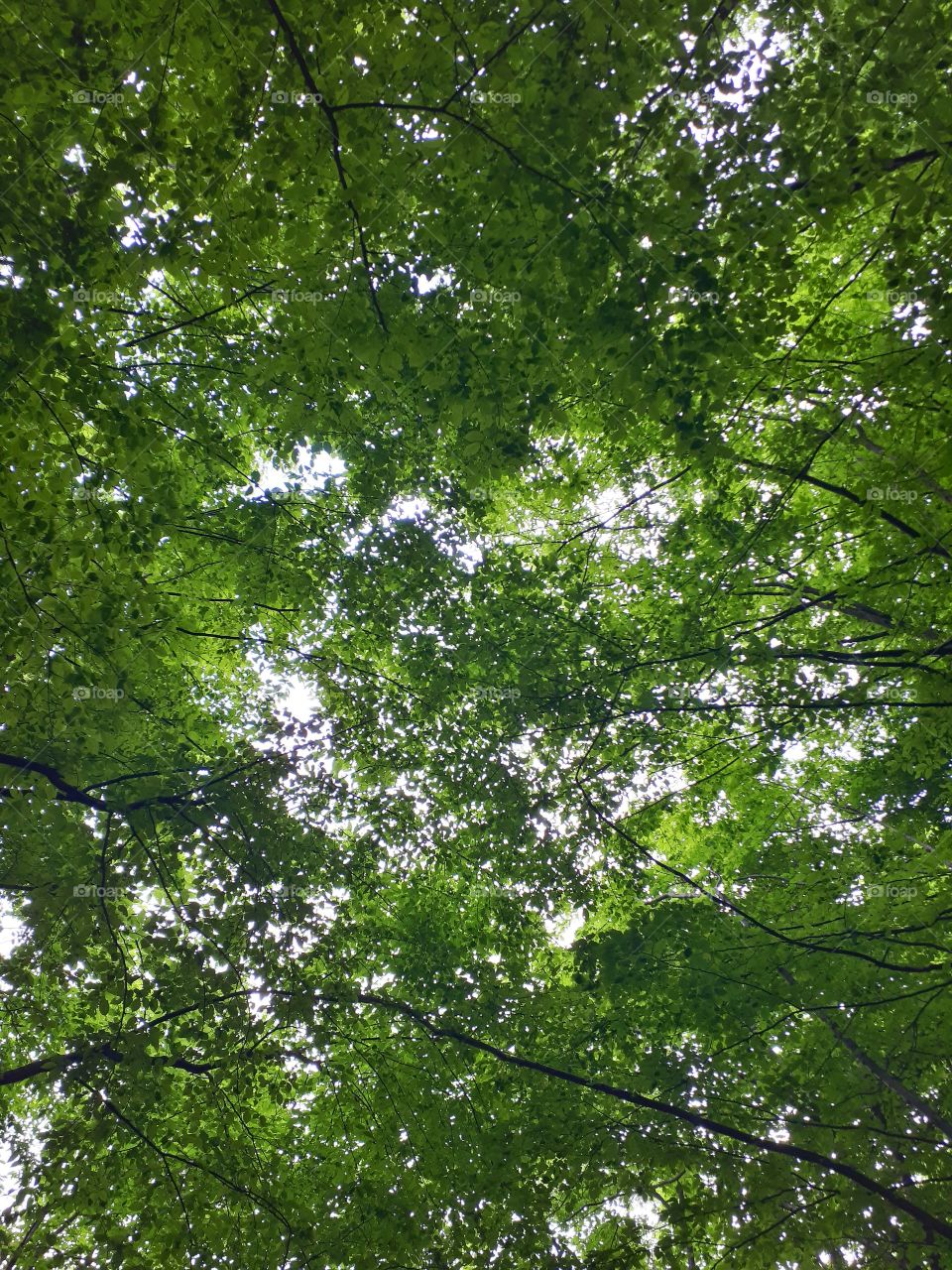 a view from the ground to the green tree treetops