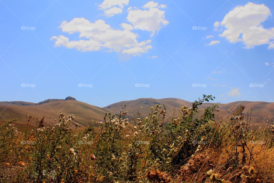 field in summer, somewhere on tbe roads of armenia