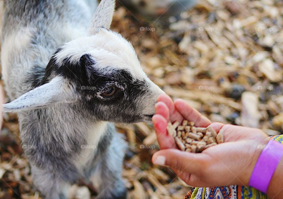 Feeding baby goat 🐐 