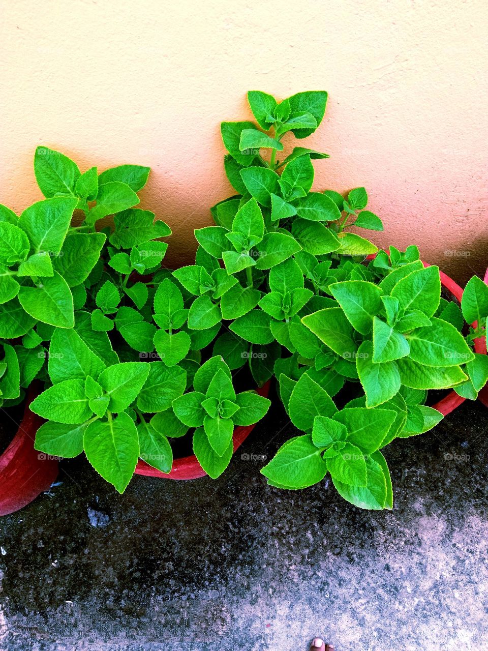 Picture of Caraway plant