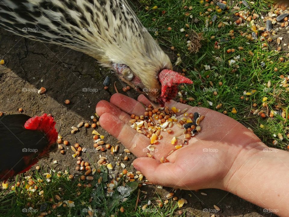 Raising Chickens
