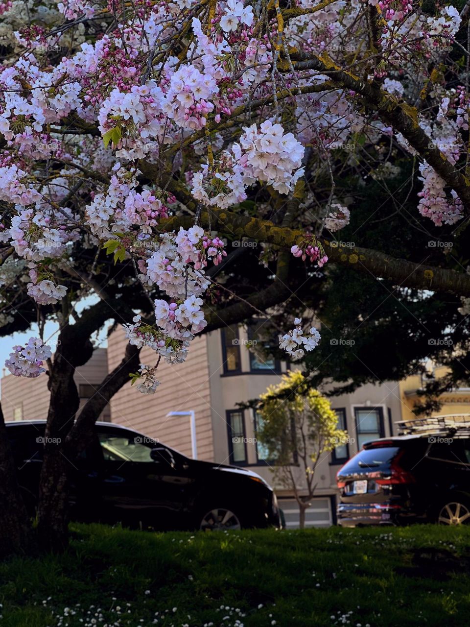 One spring afternoon under a tree.
