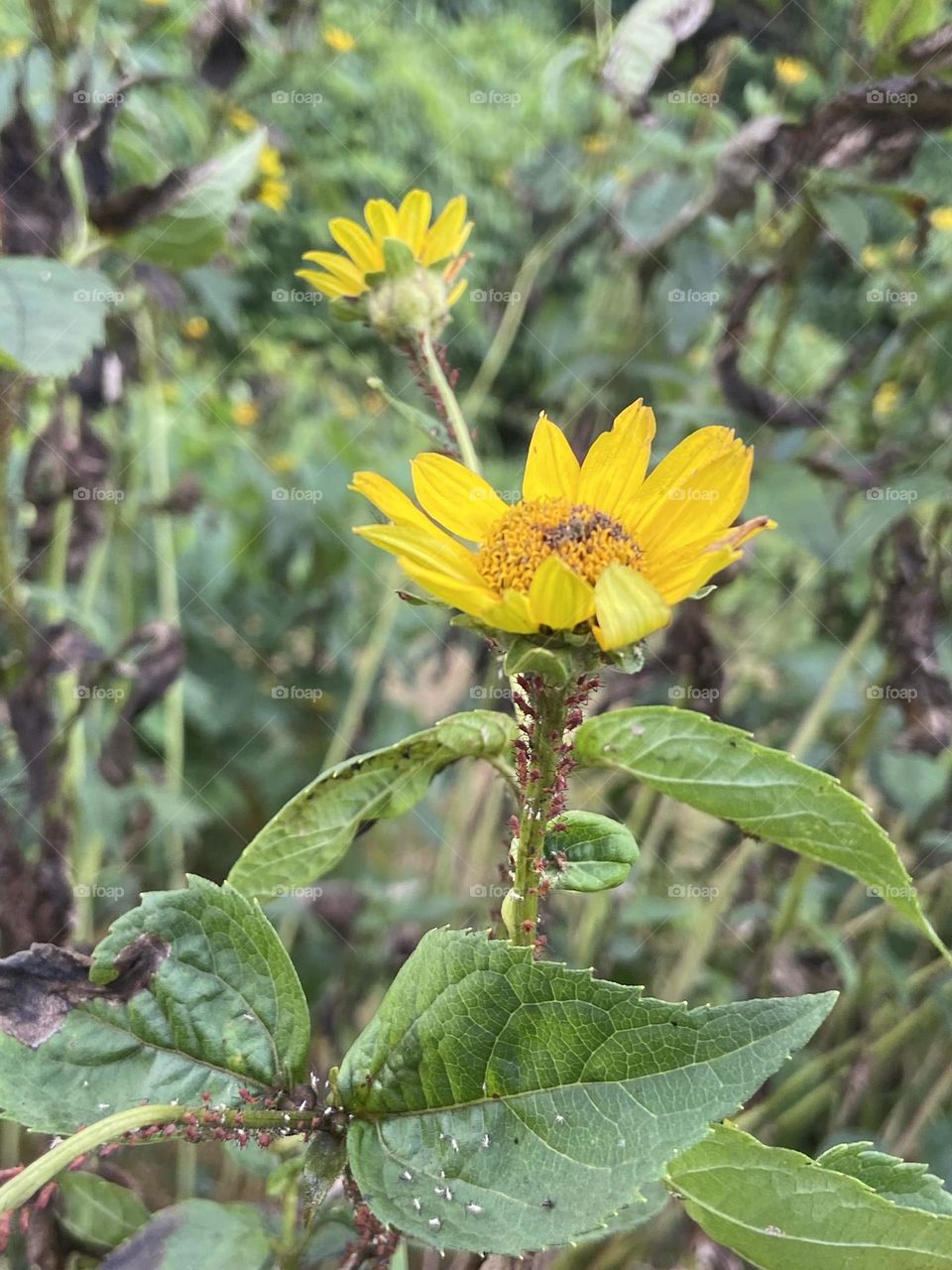 Bright yellow flowers grow along the path through the countryside of a local park. 