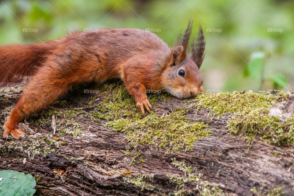 Red squirrel playing and tabbing himself on wood