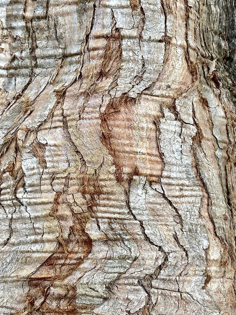 Close up of tree bark