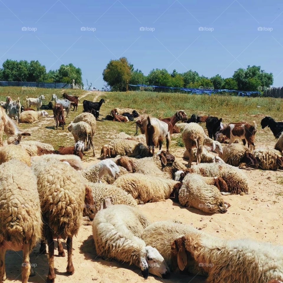 The scene of sheep in the midst of nature is wonderful