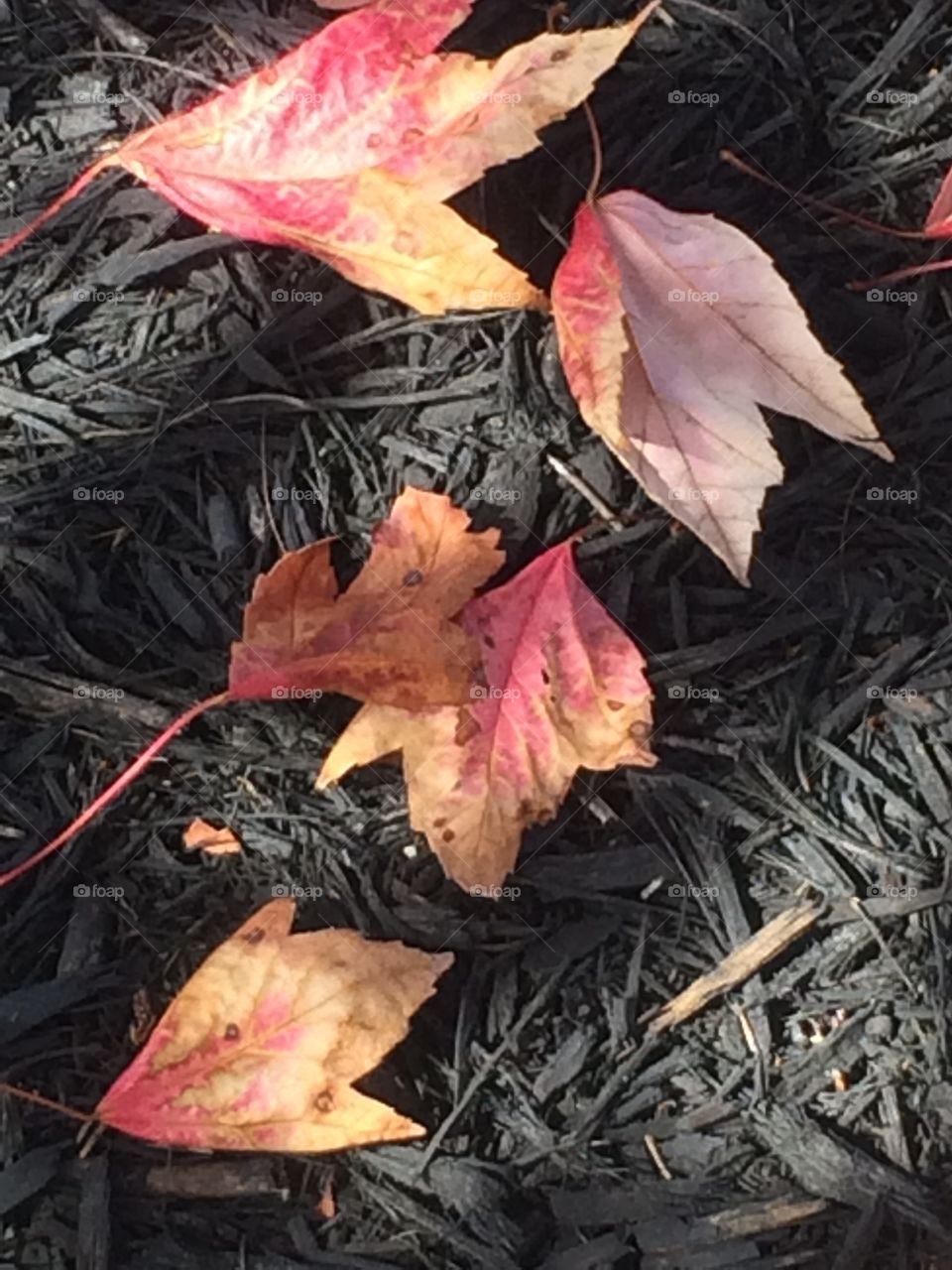 Tree leaves . Fall leaves color 