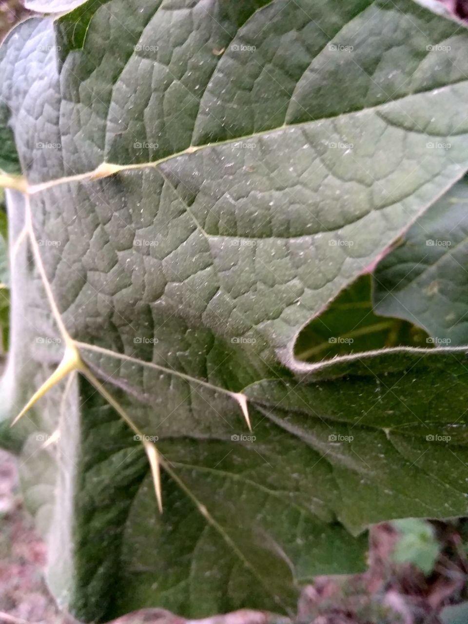 leaf & nature