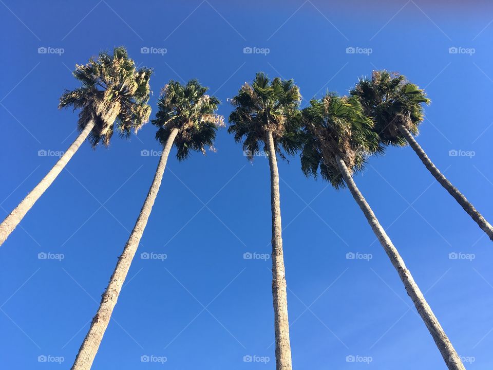Four tall palm trees against a blue sky