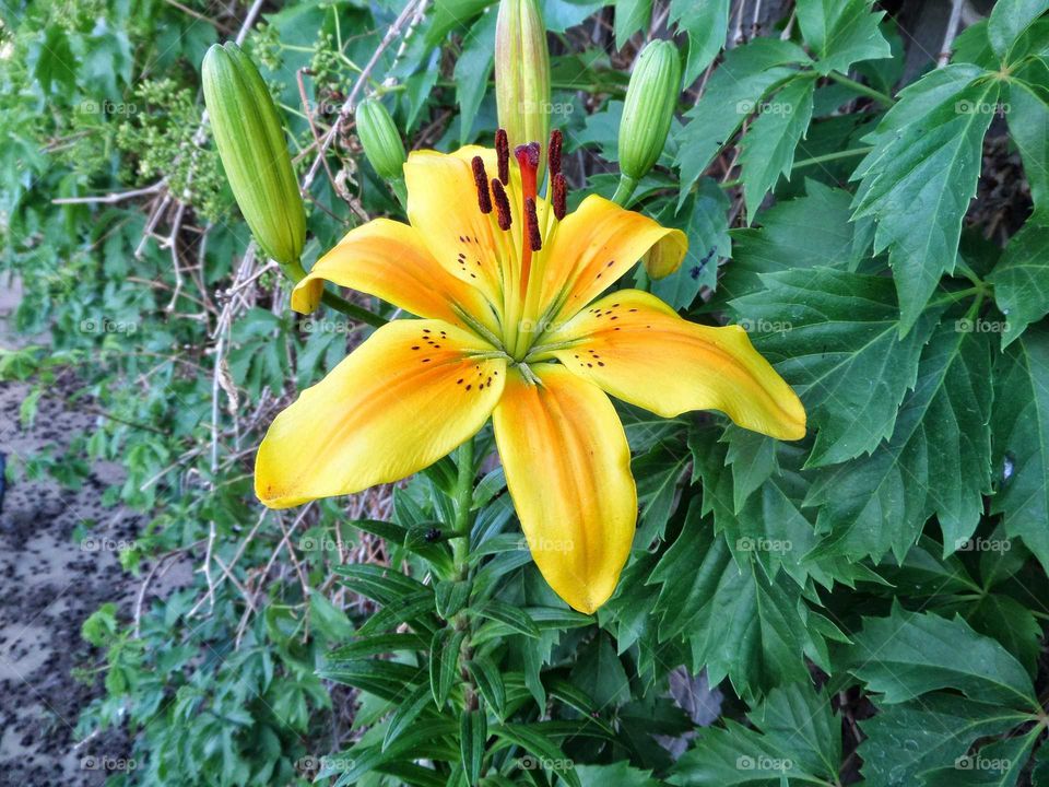 a beautiful tropical looking yellow and orange flower blooming